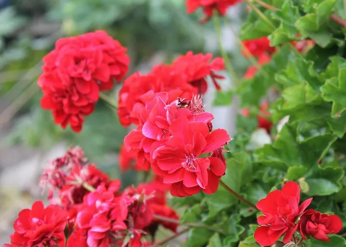 Dom wakacyjny Finca El Cantero *